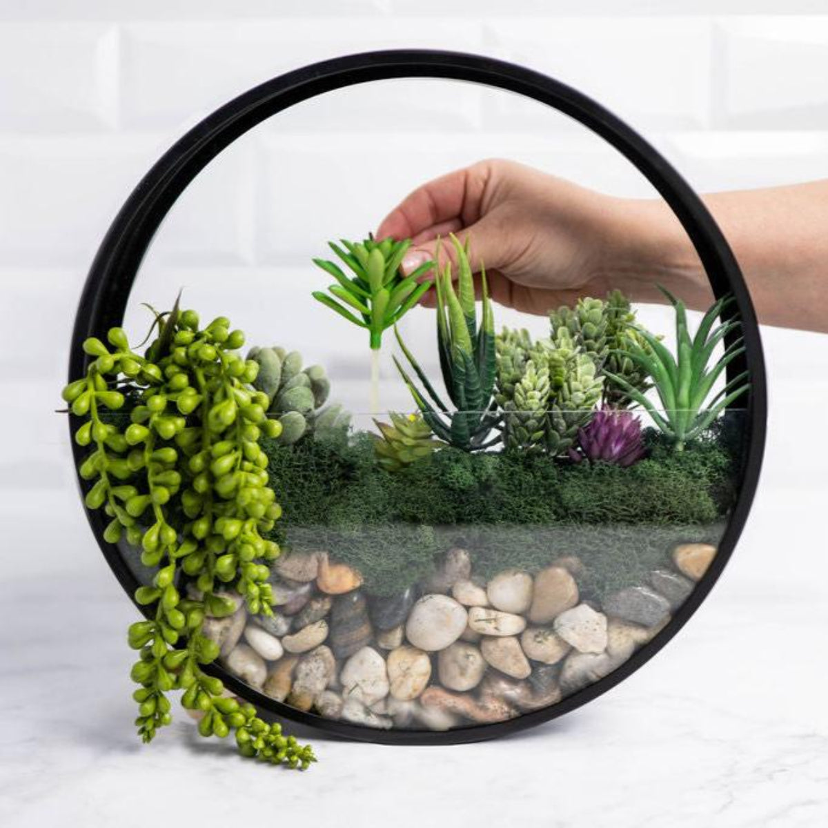 Wall Terrarium Kit